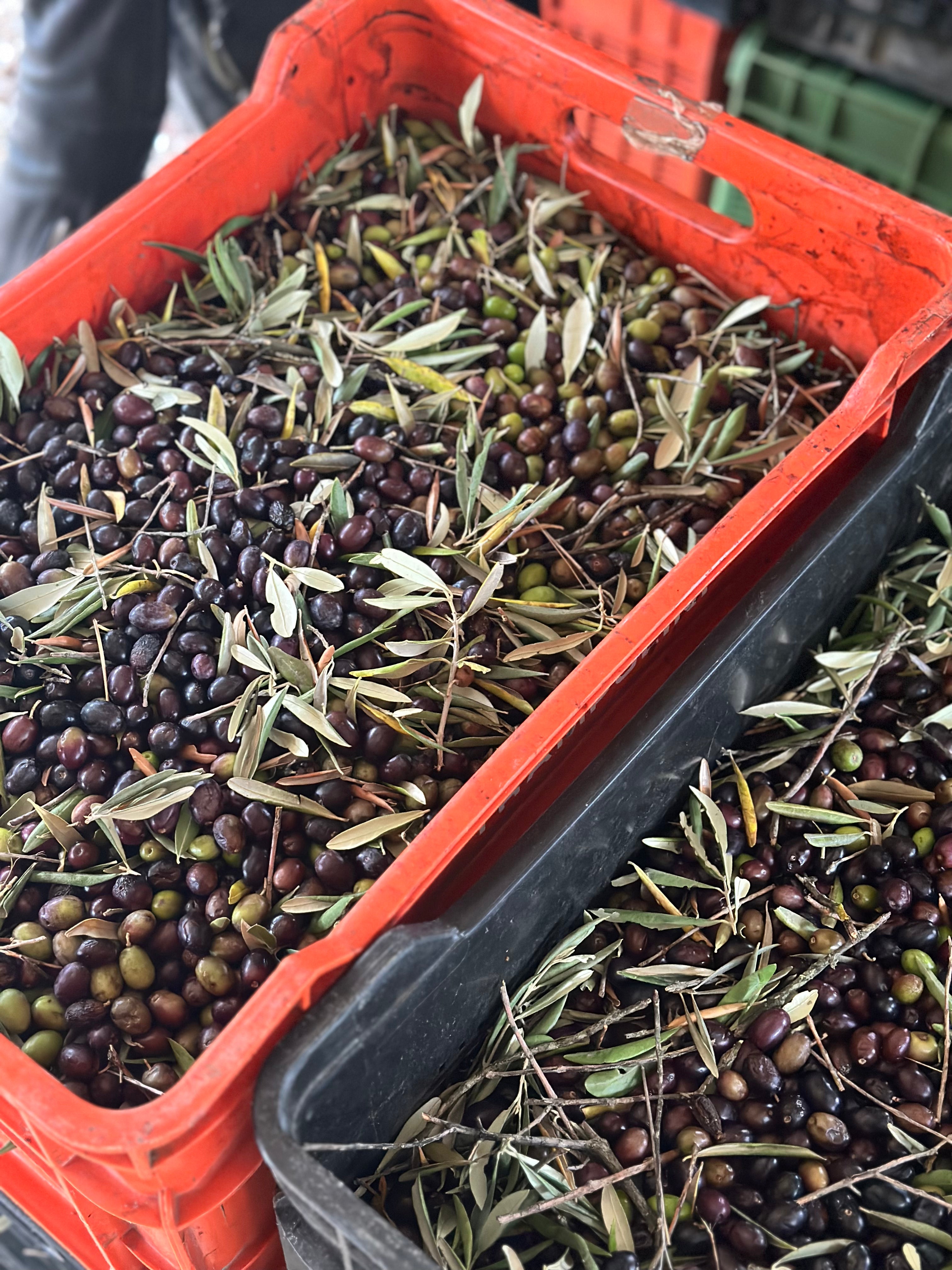 Certified Organic Ancient Italian Olive Oil 2024 Harvest