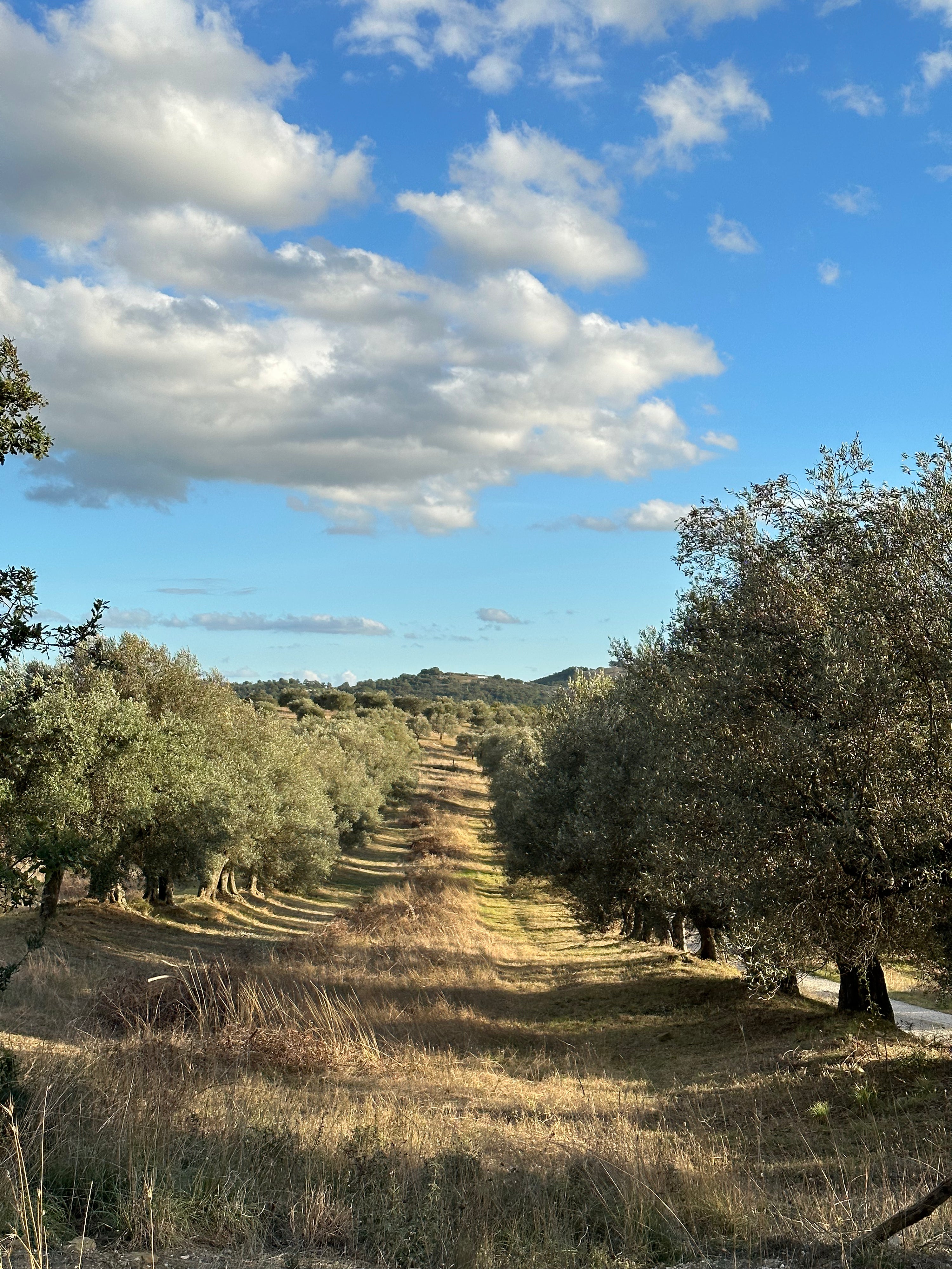 Certified Organic Ancient Italian Olive Oil 2024 Harvest