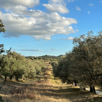 Certified Organic Ancient Italian Olive Oil 2024 Harvest